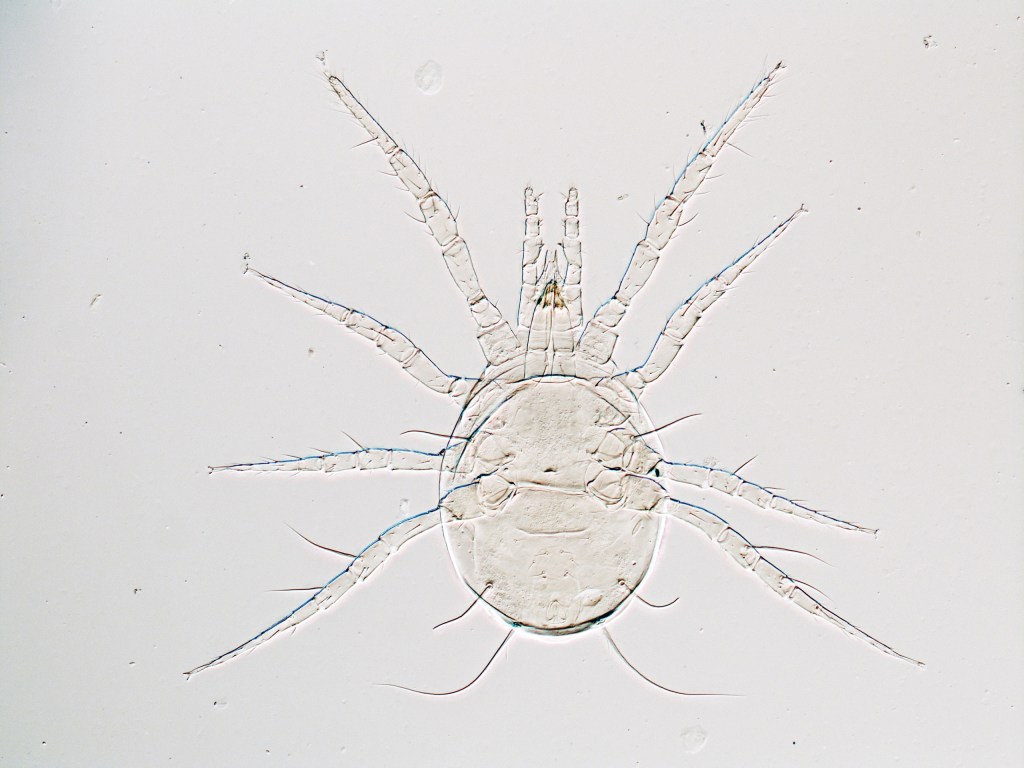 An microscopic image of the phytoseiid Amblyseius herbicolus