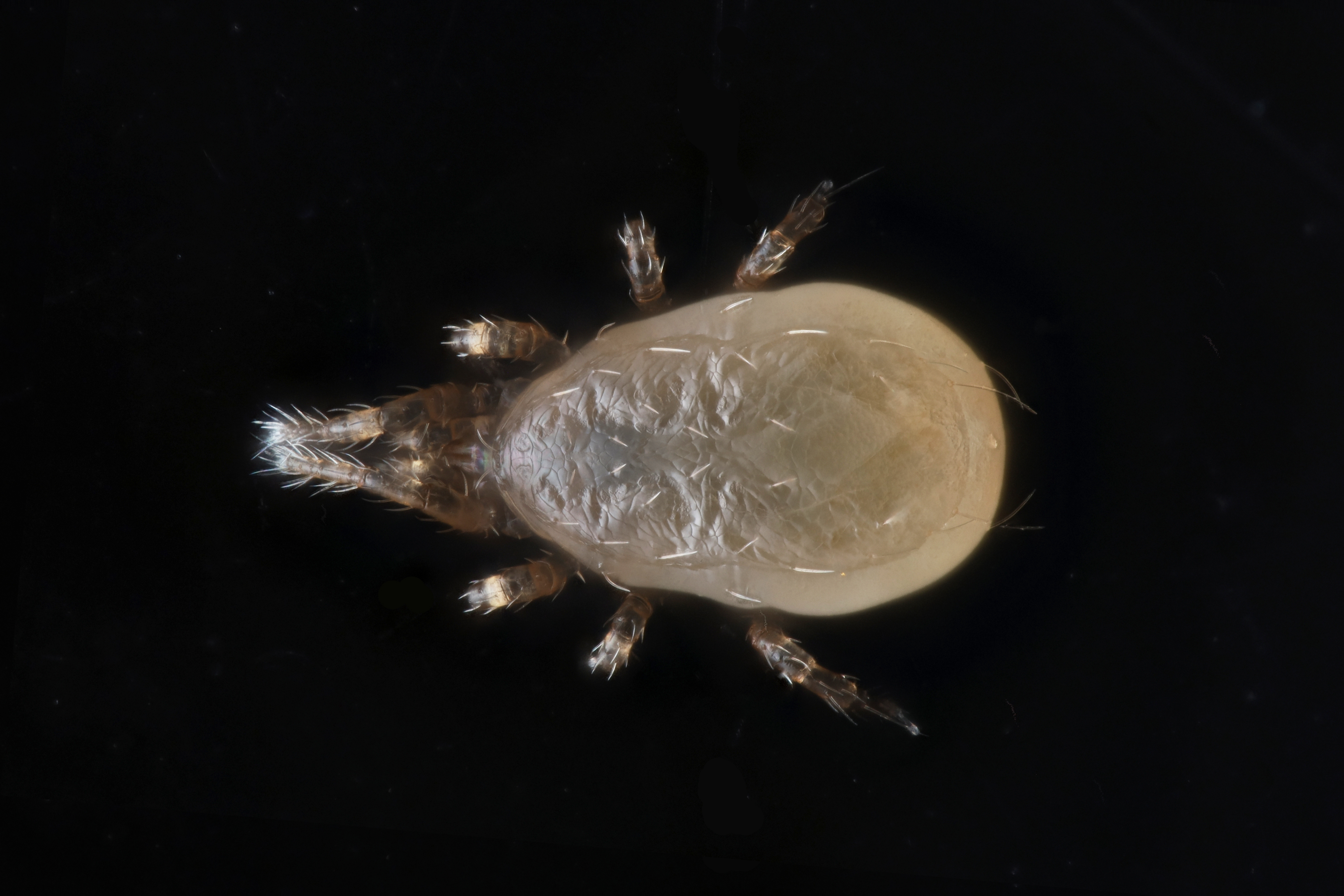 Neoseiulus cucumeris 