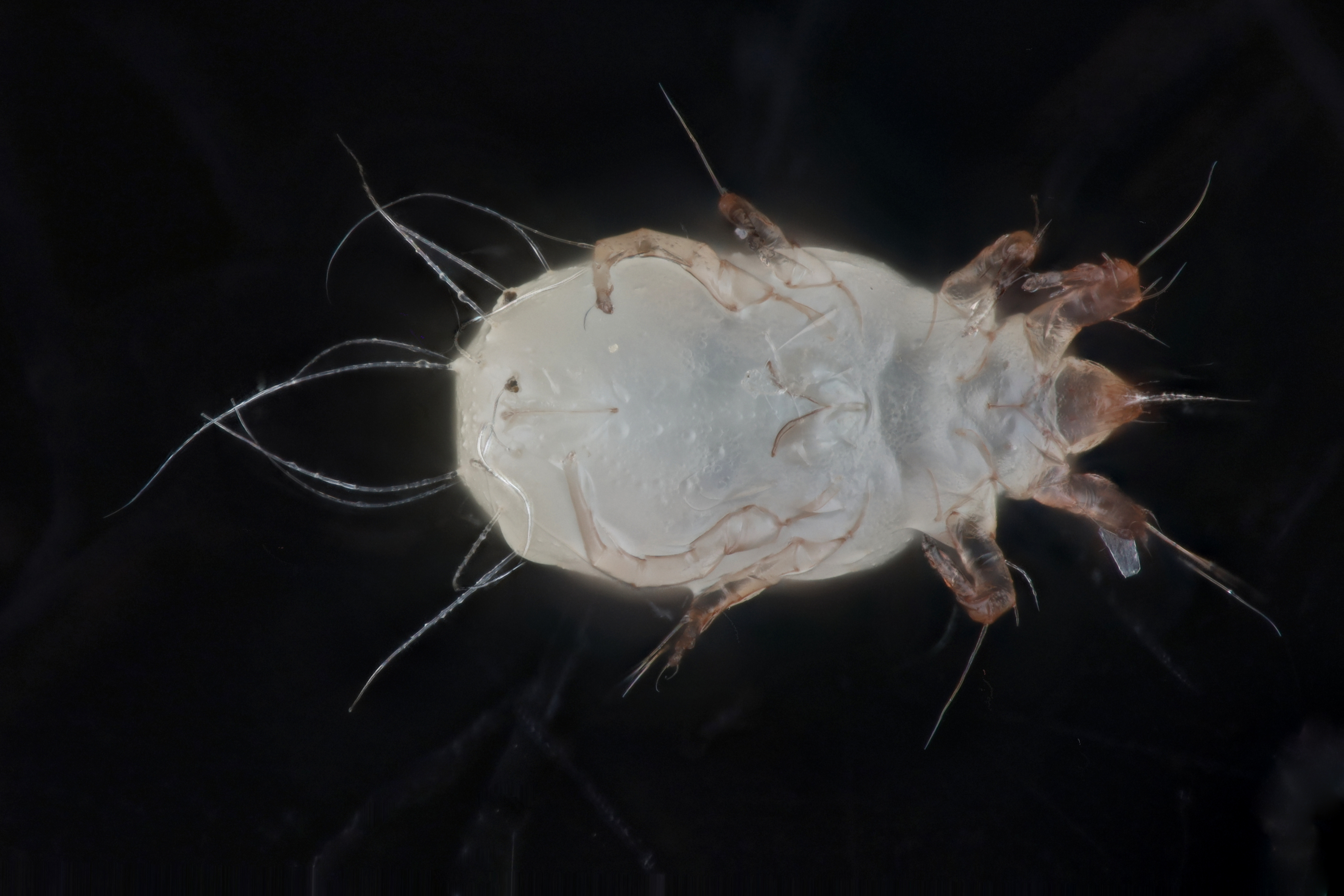 Tyrophagus putrescentiae 