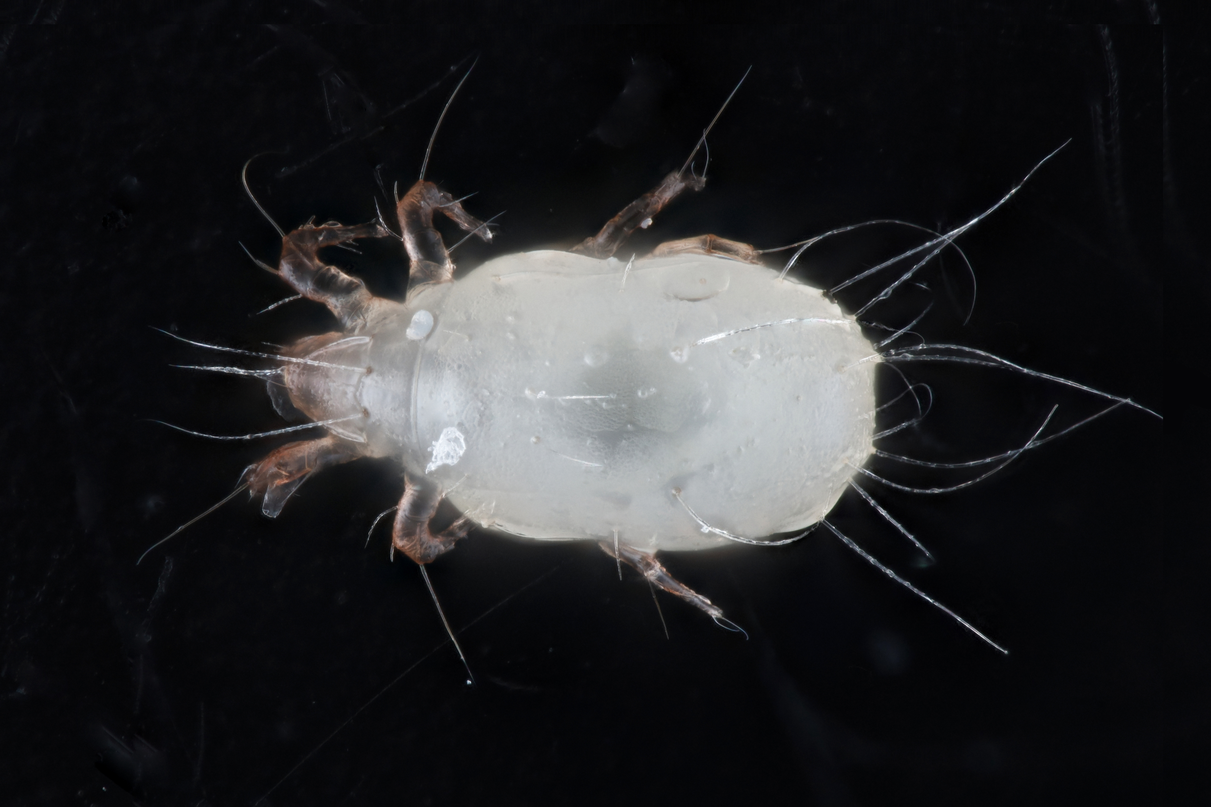 Tyrophagus putrescentiae 