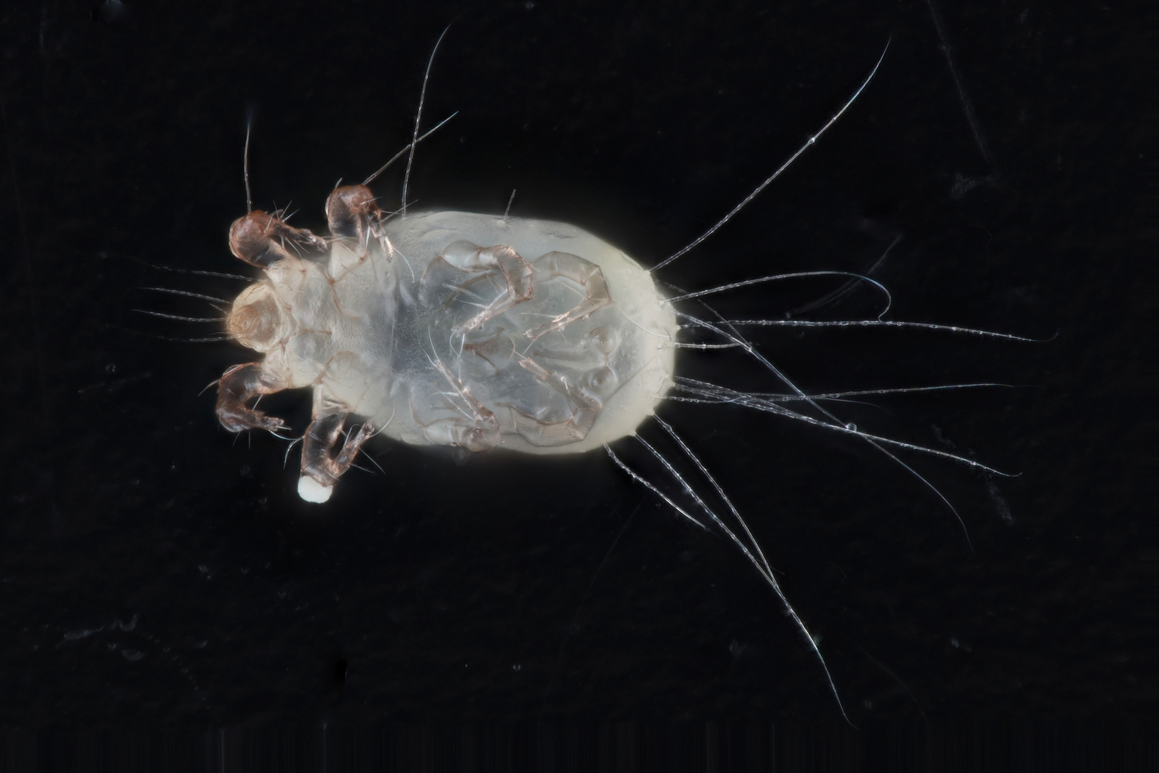 Tyrophagus putrescentiae 