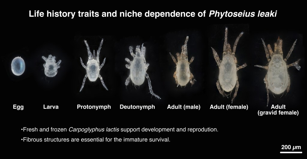 A predatory mite with specialised niche&nbsp;requirements