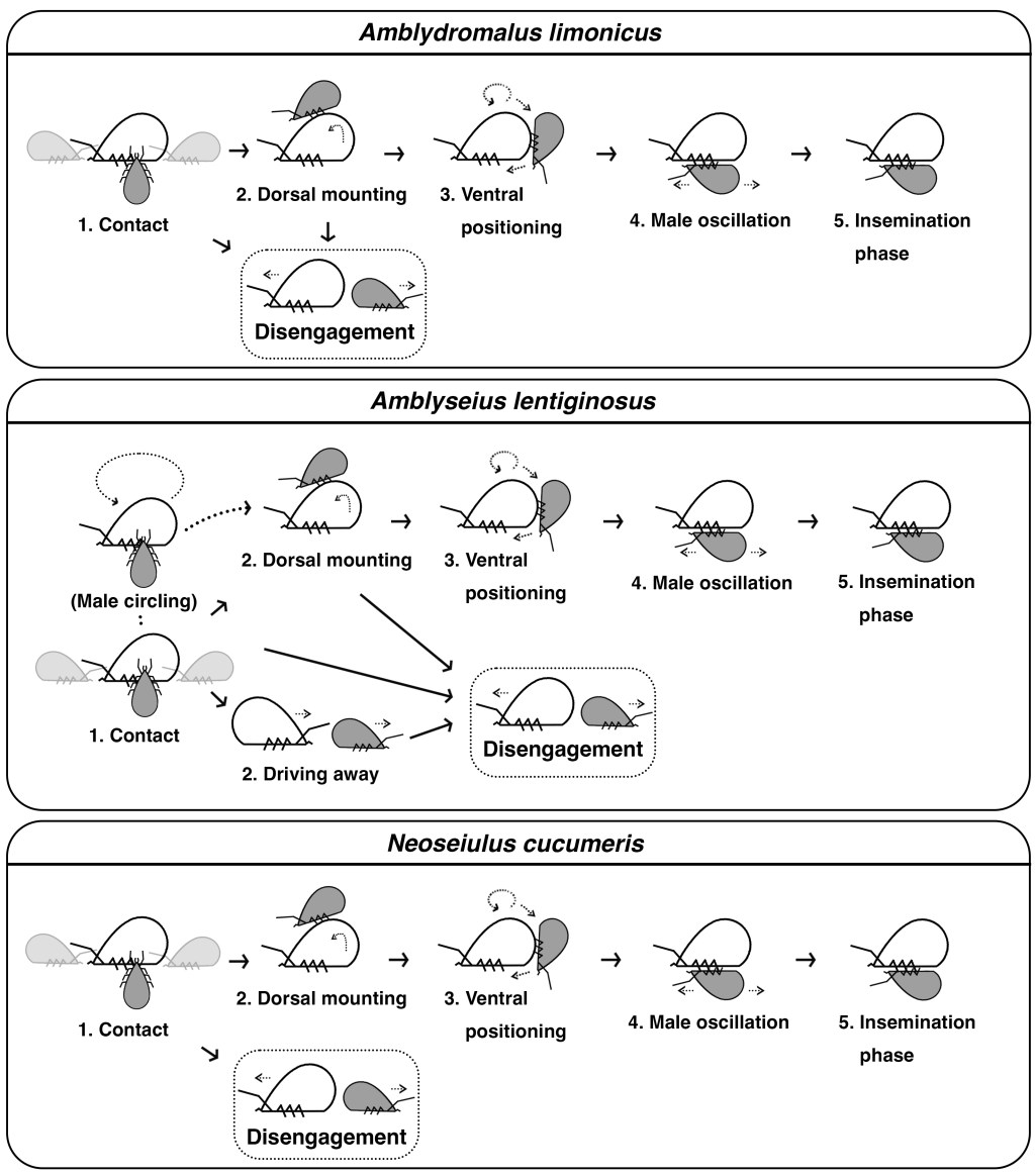 Mating rituals of tiny predators: How some mites find&nbsp;love