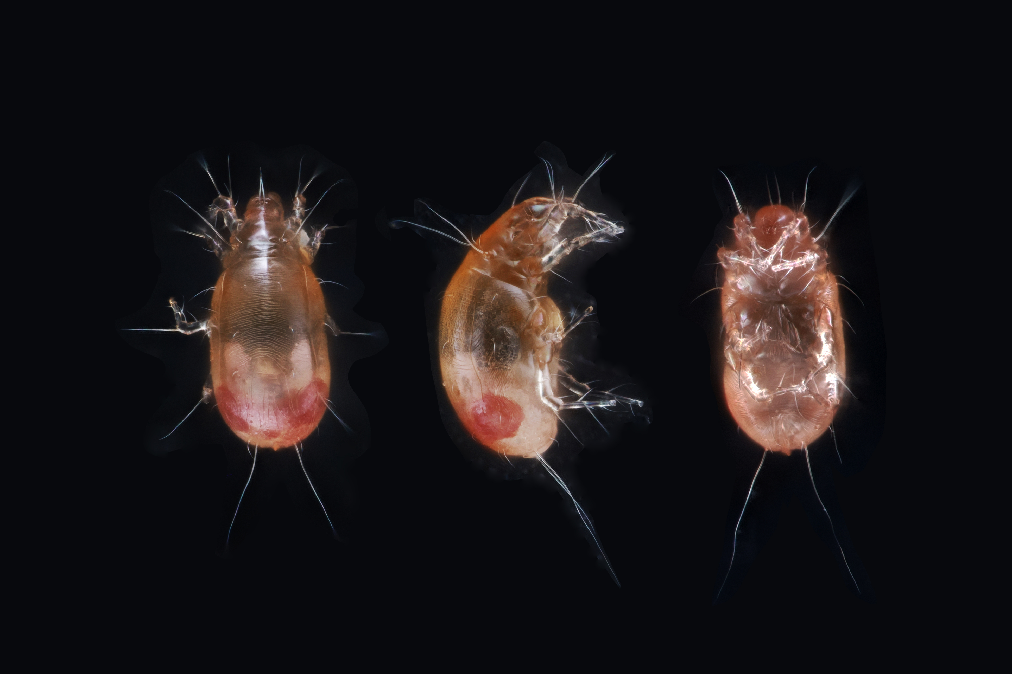 Czenspinskia transversostriata Adult female