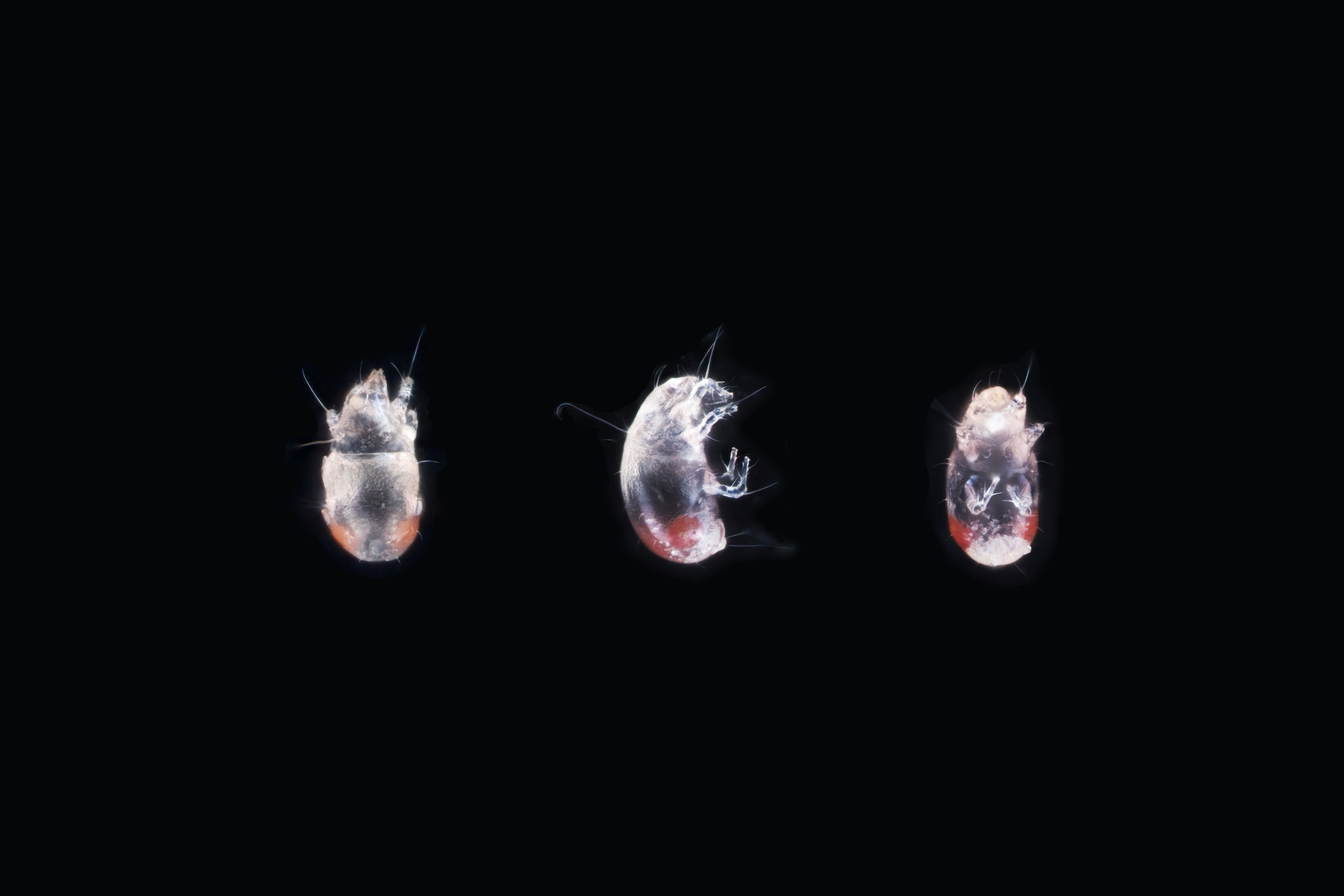 Czenspinskia transversostriata Larvae