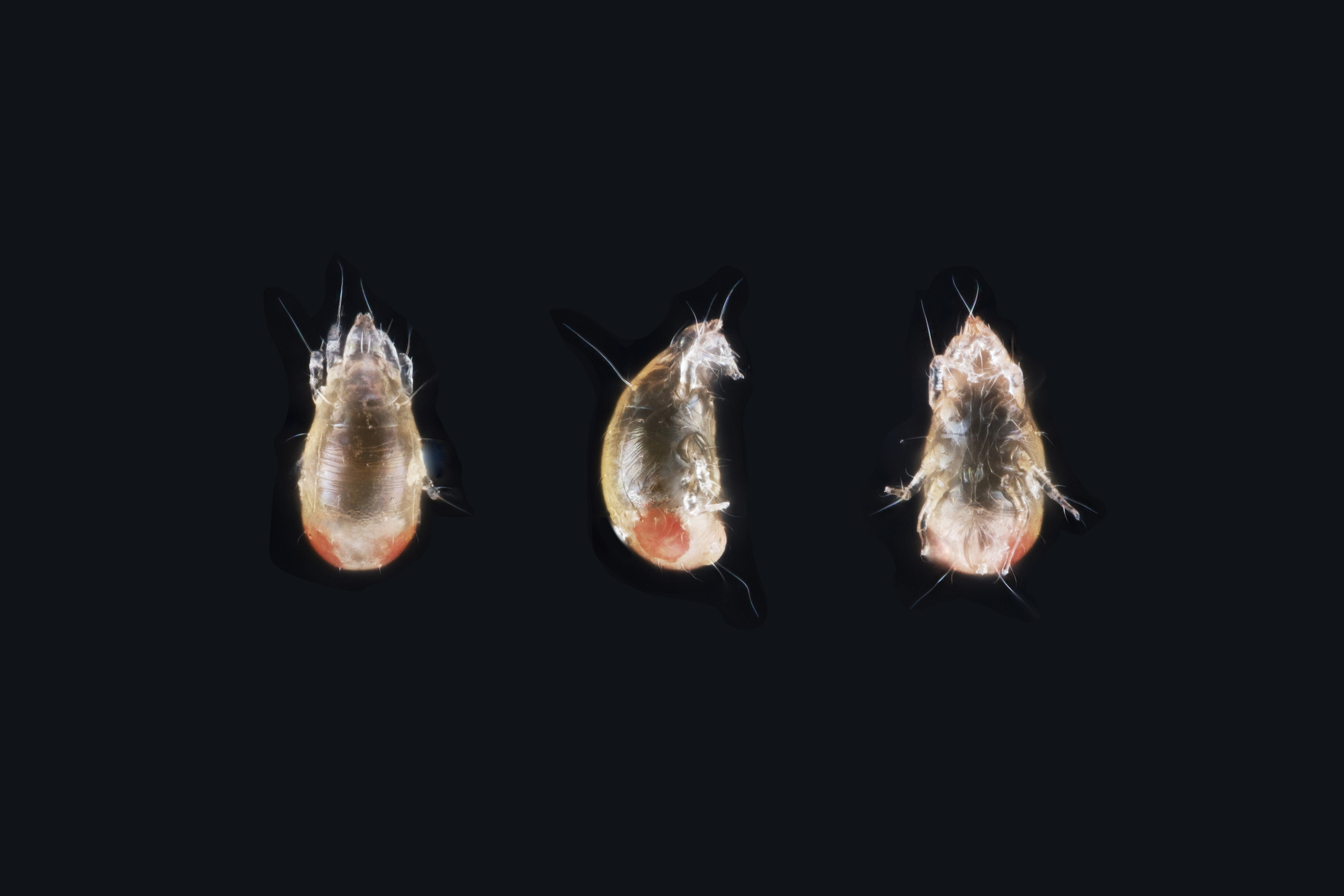 Czenspinskia transversostriata Protonymph