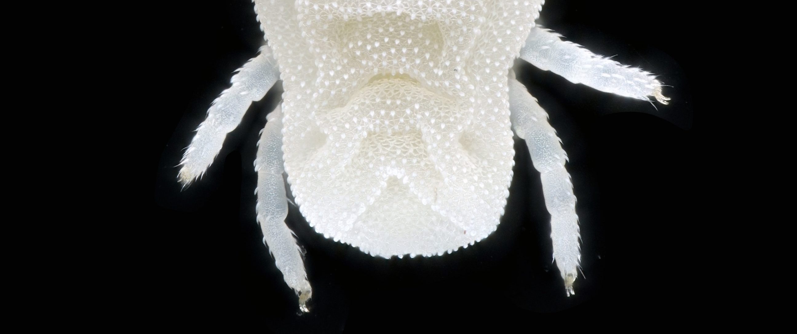 Laminamichaelia novazealandica